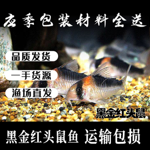 黑金红头超级红帆女王二线金线金紫罗兰鼠金翅珍珠鱼人工鱼淡冷水
