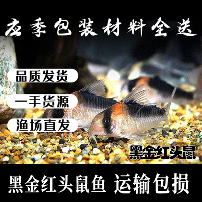测试推荐黑金红头鼠鱼热带鱼