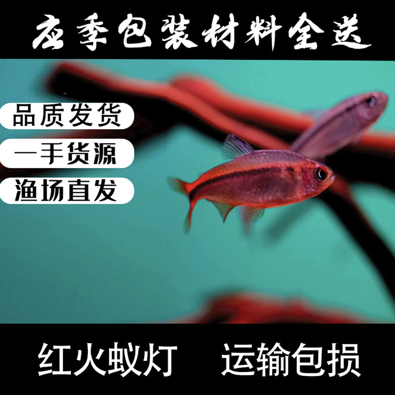 南美红火蚁魔鬼灯鱼热带观赏鱼图片