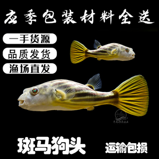 斑马狗头鱼人工鱼苗河豚鱼热带鱼潜水艇活体观赏鱼宠物网红鱼皇冠