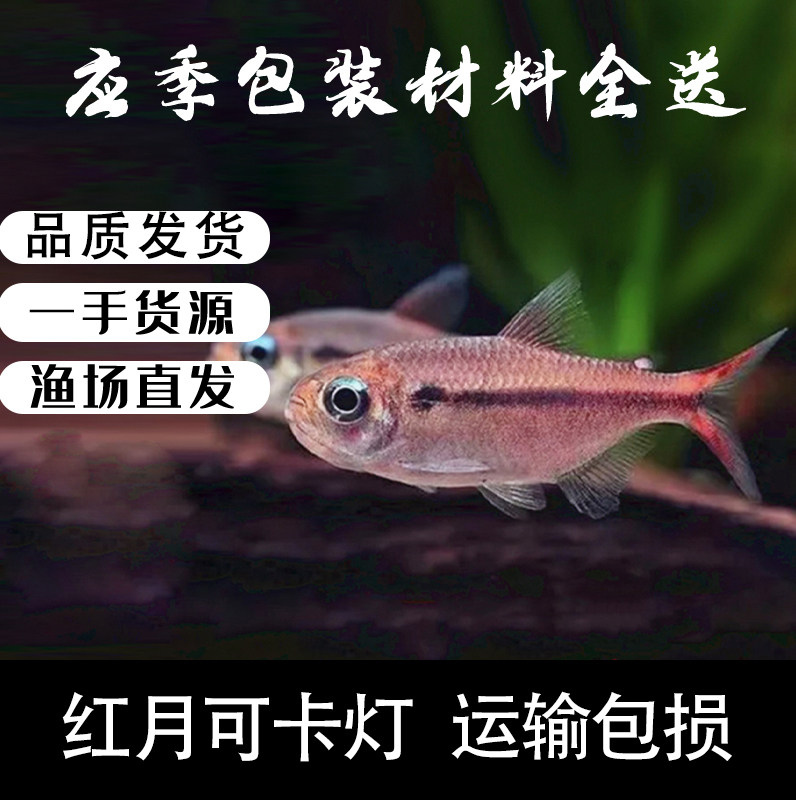 红月可卡灯鱼粉红钻石可卡南美进口高端灯鱼稀有淡水鱼草缸群游鱼