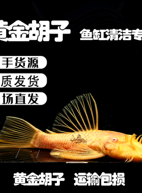 黄金胡子鱼大帆黄金大帆蓝眼红眼24K黄金胡子鱼苗大胡子鱼 工具鱼