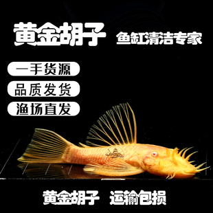 黄金胡子鱼大帆黄金大帆蓝眼红眼24K黄金胡子鱼苗大胡子鱼 工具鱼