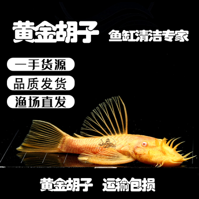 清道夫除藻热带观赏鱼包邮
