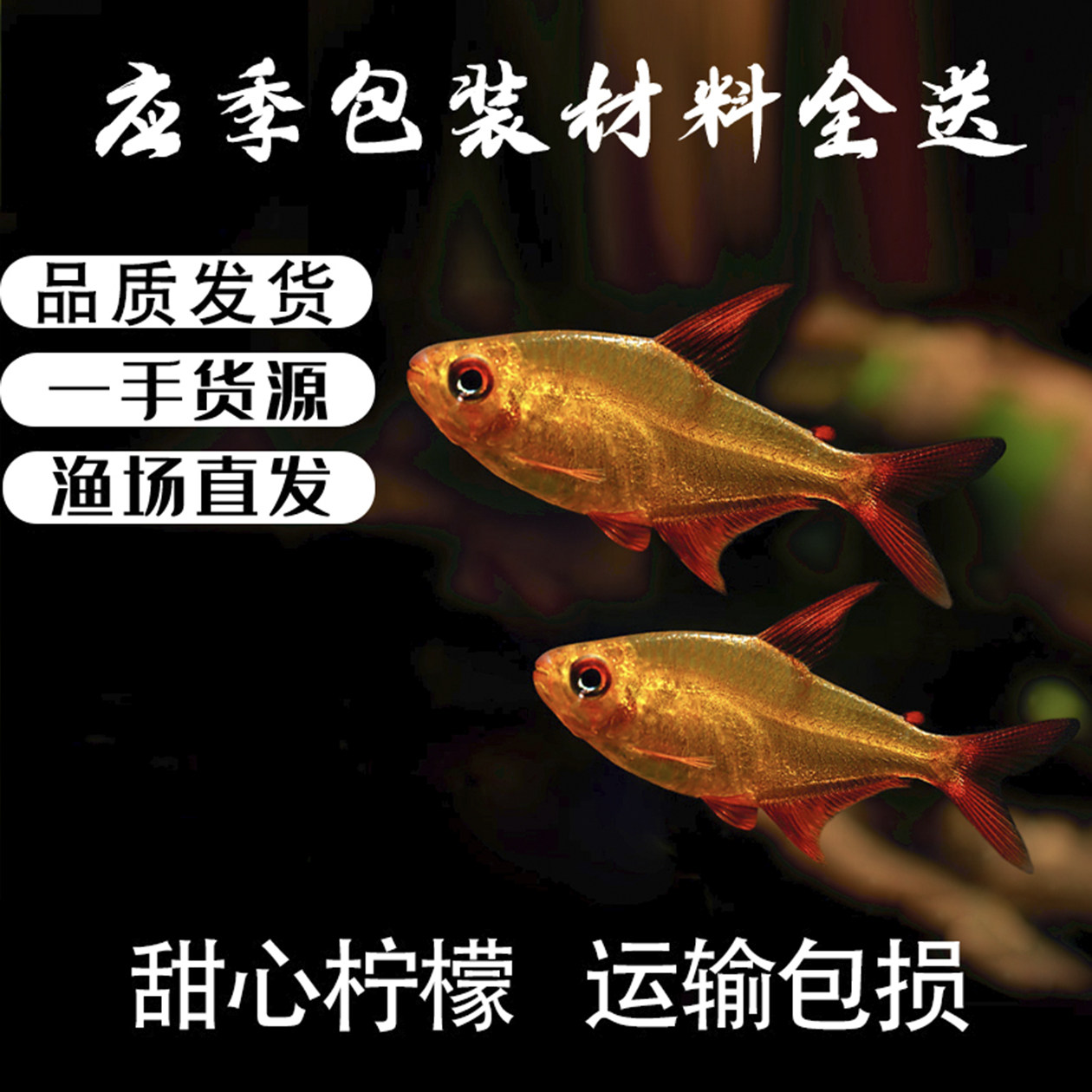 甜心柠檬鱼南美热带鱼高端灯鱼热带鱼群游草缸鱼稀有小型鱼活体鱼
