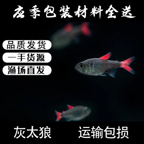 南美高端小型灯科鱼活体观赏