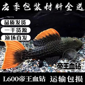 L600帝王血钻L24绿赏红剑尾L25喷点红剑尾L397阿联卡红老虎异型鱼