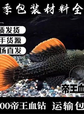 L600帝王血钻L24绿赏红剑尾L25喷点红剑尾L397阿联卡红老虎异型鱼