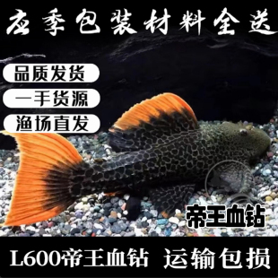 L600帝王血钻L24绿赏红剑尾L25喷点红剑尾L397阿联卡红老虎异型鱼