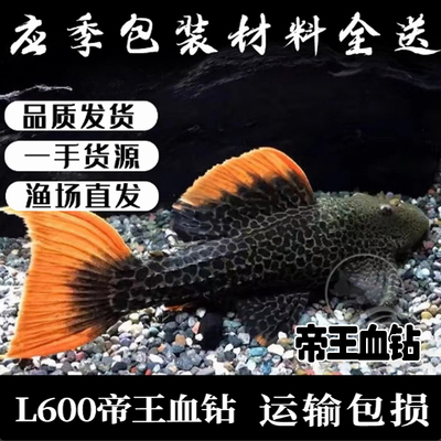 帝王血钻公母底栖鱼淡水鱼人工鱼