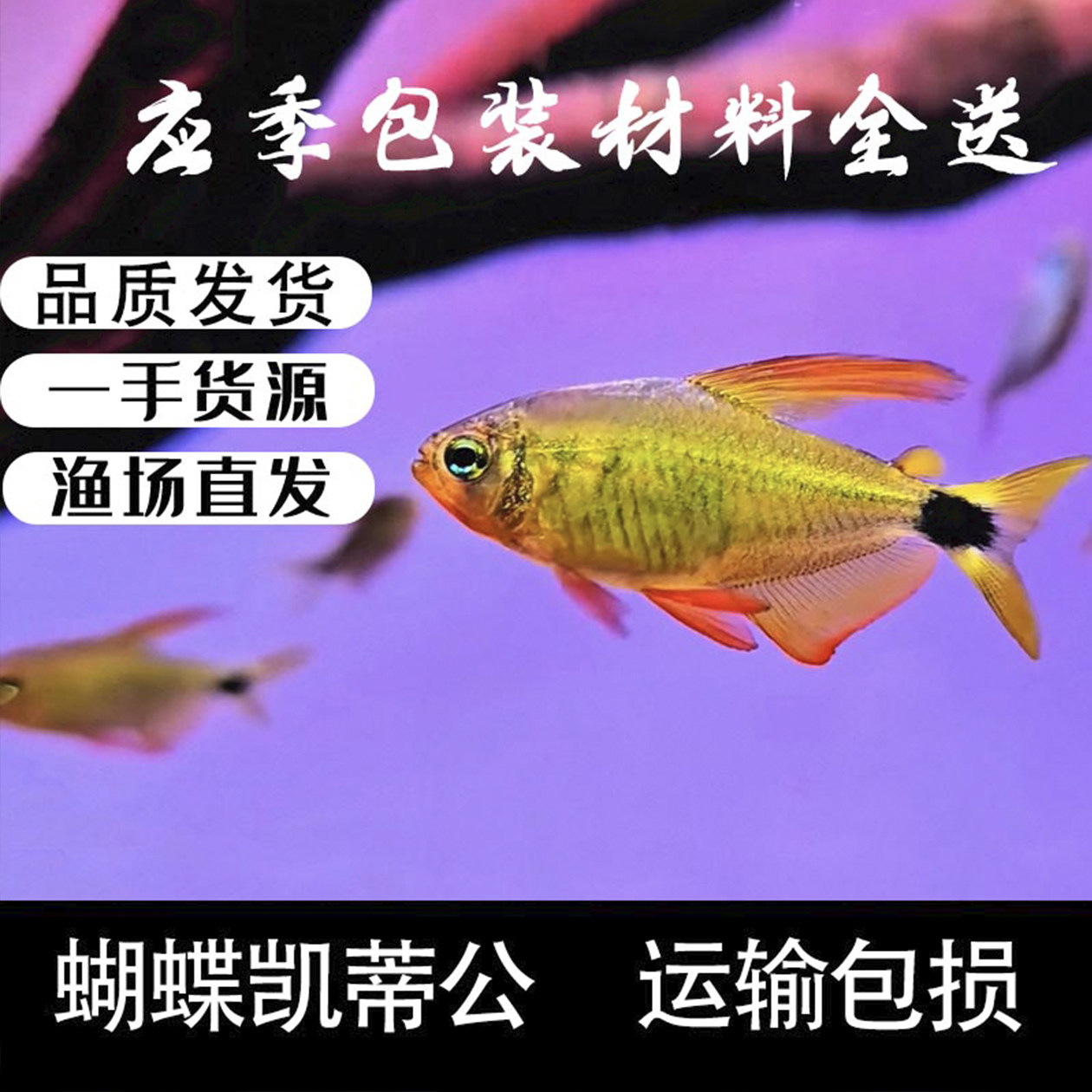 南美进口蝴蝶凯蒂灯鱼活体图片