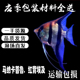 喷点秘鲁马纳卡普鲁红背埃及神仙鱼人工鱼热带鱼观赏鱼活体鱼淡水