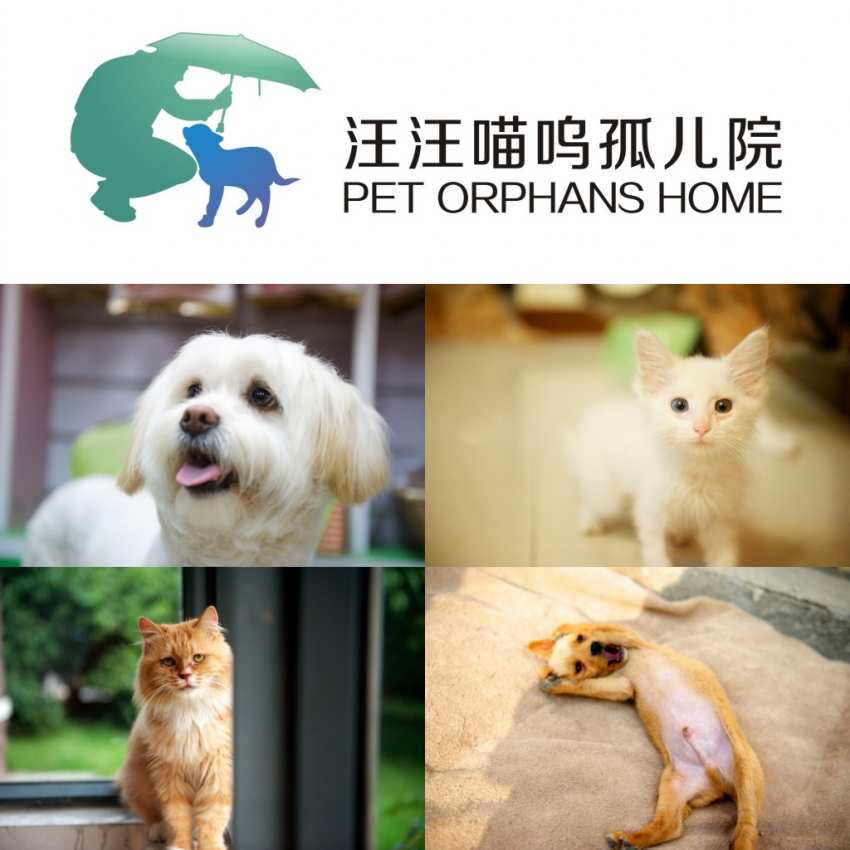 汪喵新领养中心重建！请您与我们一起建设更美好的领养中心