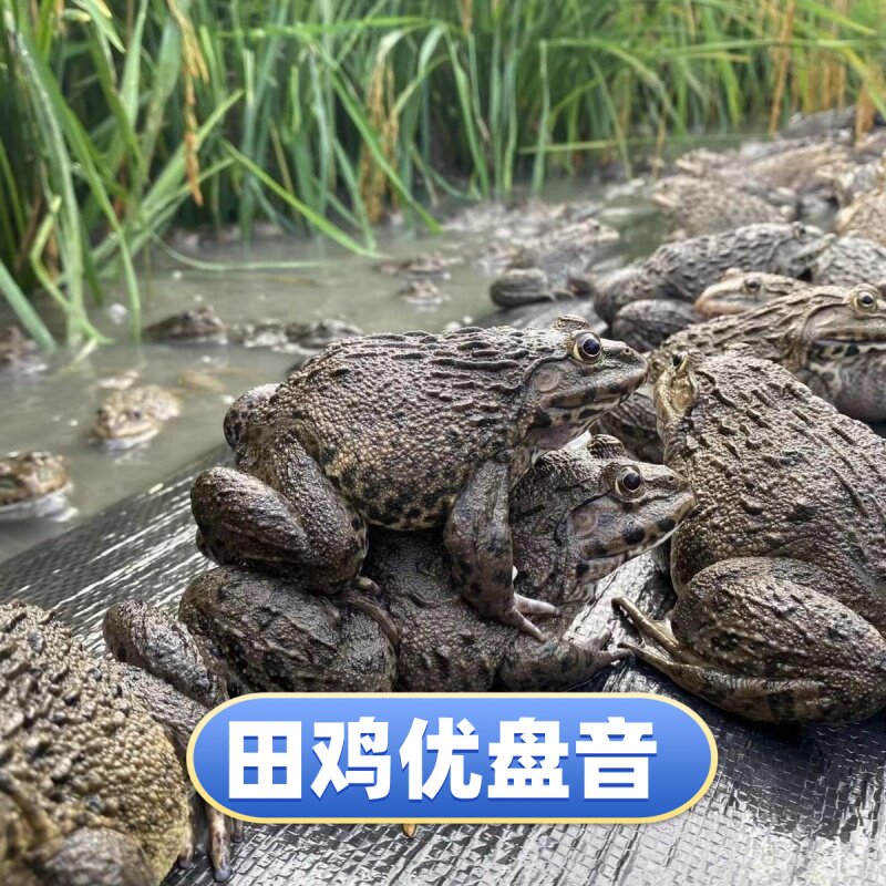 高音质田鸡声音优盘稻田青蛙叫声田鸡好声音稻田蛙高清叫声音U盘