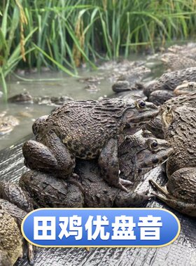 高音质田鸡声音优盘稻田青蛙叫声田鸡好声音稻田蛙高清叫声音U盘