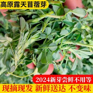 甘肃庆阳苜蓿菜新鲜食用头茬苜蓿芽3斤农家野菜人吃嫩苗现摘现发