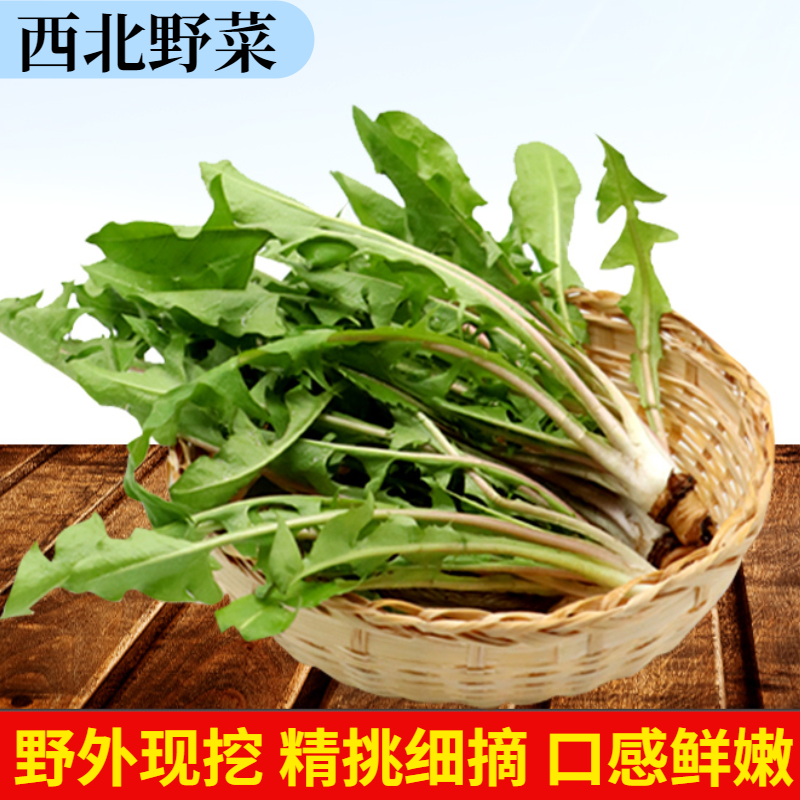 甘肃新鲜蒲公英野生菜现挖免挑婆婆丁食用野菜可带根特级3斤药用