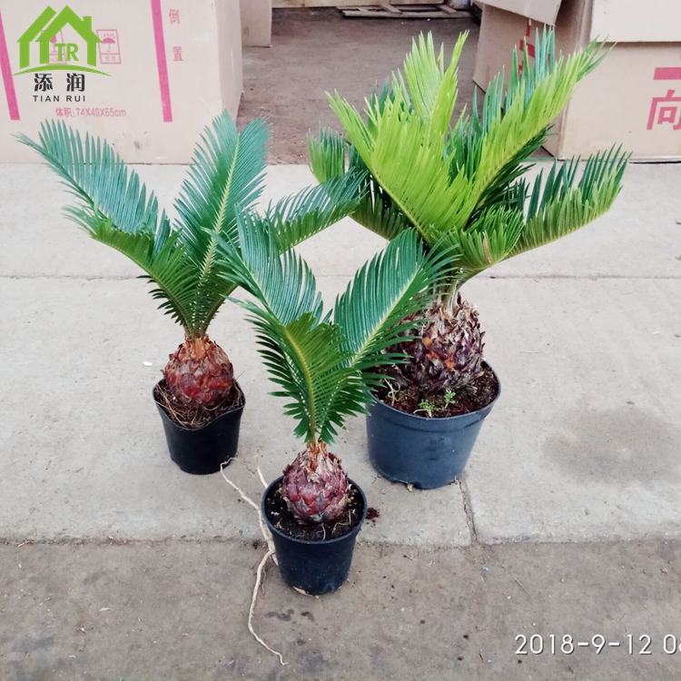 铁树苗植物盆栽苏铁苗大铁树庭院阳台室内绿植四季常青盆景包邮在类目 鲜花速递/花卉仿真/绿植园艺, 花卉/绿植盆栽（新）, 绿植中 - 来自Buy2taobao.com提供专业的淘宝代购服务