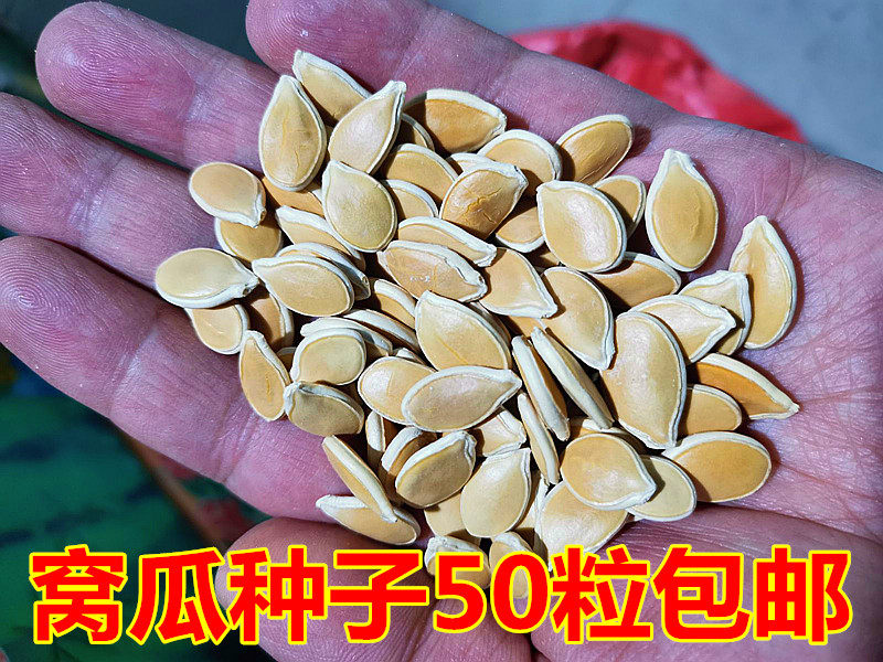 东北窝瓜种子倭瓜南瓜子种子甘甜面甜栗蛋黄香谢花面窝瓜籽