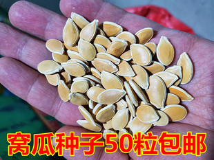 东北窝瓜种子倭瓜南瓜子种子甘甜面甜栗蛋黄香谢花面窝瓜籽