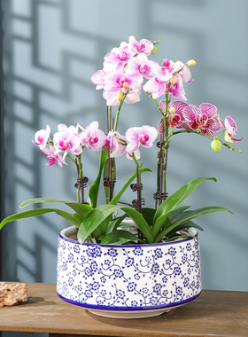 中国风青花瓷陶瓷花盆客厅家用蝴蝶兰专用盆新中式大口径兰花盆栽