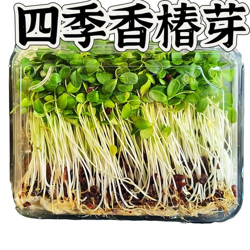 特卖新鲜香椿苗芽苗菜香椿芽嫩芽香春苗西餐日料冷艺酒店摆盘装饰