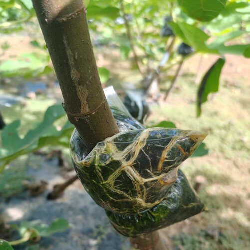 无花果果树高压包苗种植盆栽