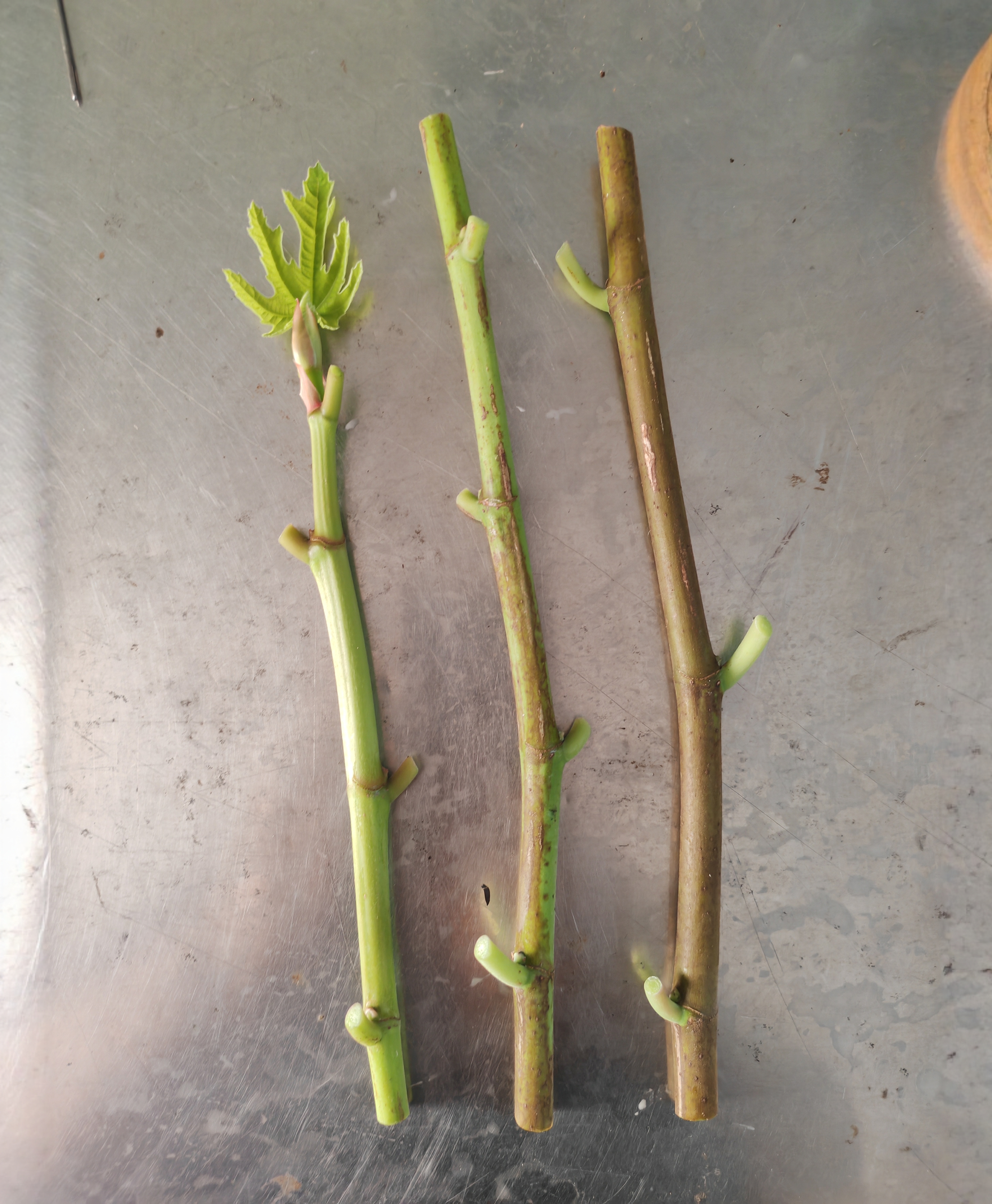 无花果巴斯克枝条观赏盆栽阳台种植无花果果树苗