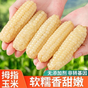 云南西双版纳小拇指玉米真空包装即食宝宝代餐袖珍拇指小白糯玉米