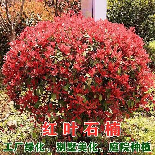 红叶石楠庭院绿化美观风景