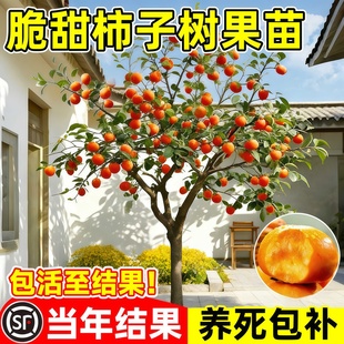 柿子树苗嫁接果树苗南北方种植庭院地栽火晶脆甜柿子树苗当年结果