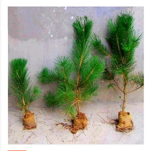 柏树黑松小苗庭院地栽黑松苗黑松树苗四季常青盆景素材植物松树苗