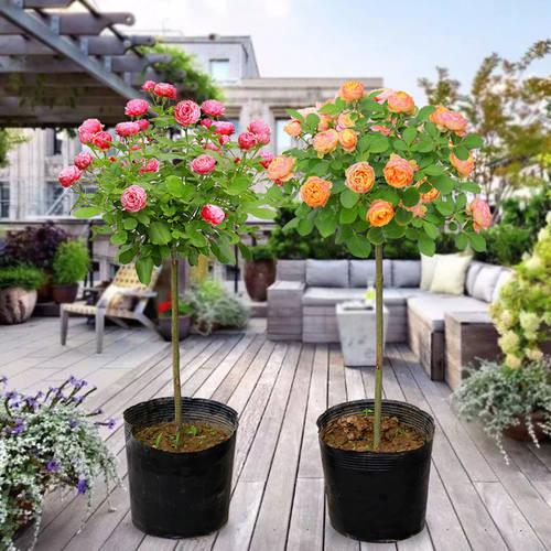 绿澳源树月季卖五送一