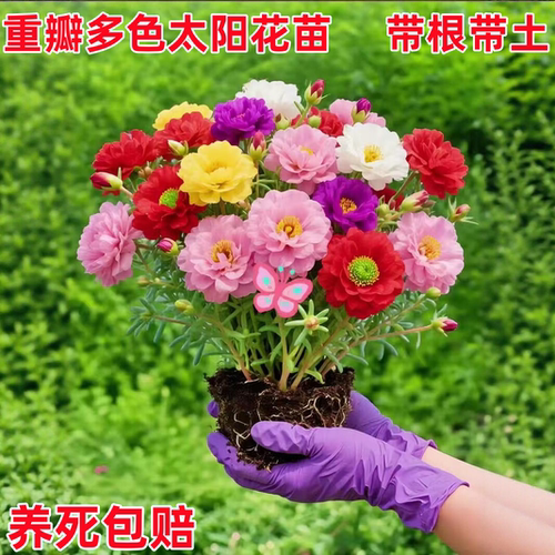 重瓣太阳花苗带根带苞好养盆栽