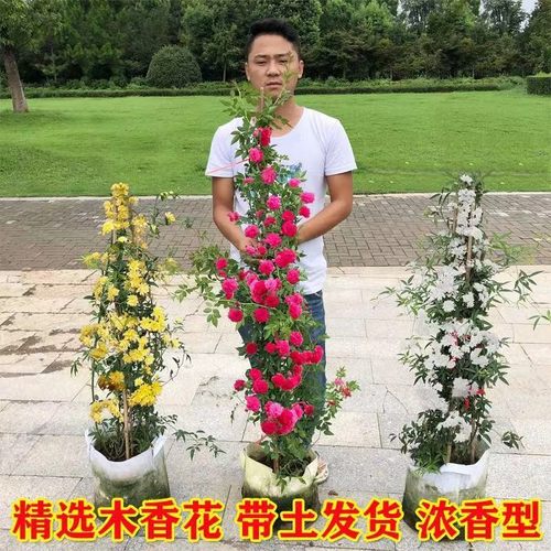 绿澳源木香花浓香型四季开花