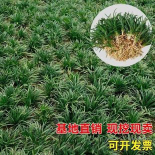 日本矮麦冬草玉龙草庭院草坪绿化地被植物细叶金边耐寒小麦冬草苗