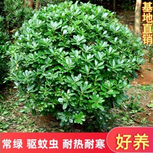 海桐球四季常青树苗开花气味芳香围墙绿篱笆耐寒工程园林绿化小苗