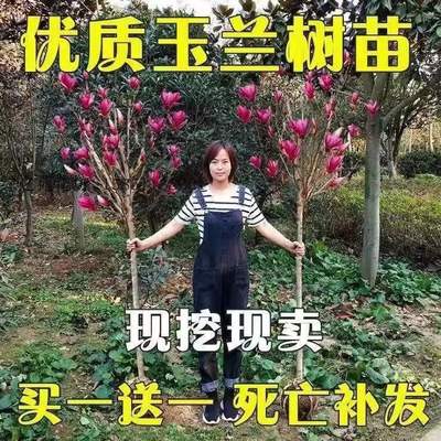 绿澳源紫玉兰树庭院种植