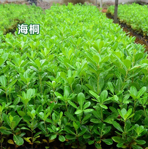 庭院绿化苗木海桐树四季
