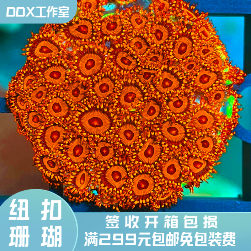 红色纽扣珊瑚软体lps海水缸好养品种新手推荐