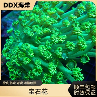 宝石花荧光绿圆帽长须珊瑚软体LPS海缸活物