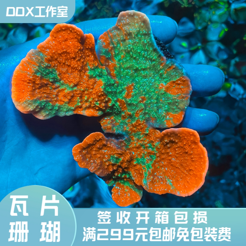 印尼晚霞之冠荧光双色瓦硬骨珊瑚m属人工sps海水族缸活物