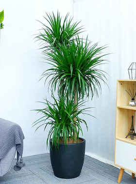 成都同城直送植物三层龙血树盆栽