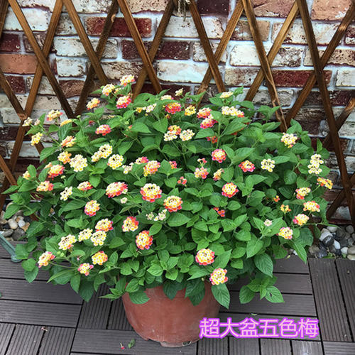 成都同城花园植物五色梅四季开花