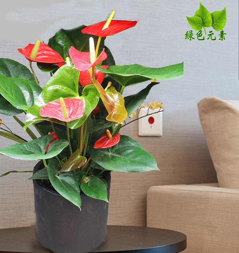 成都植物销售红掌四季开花客厅办公室开花绿植盆栽土培水培花