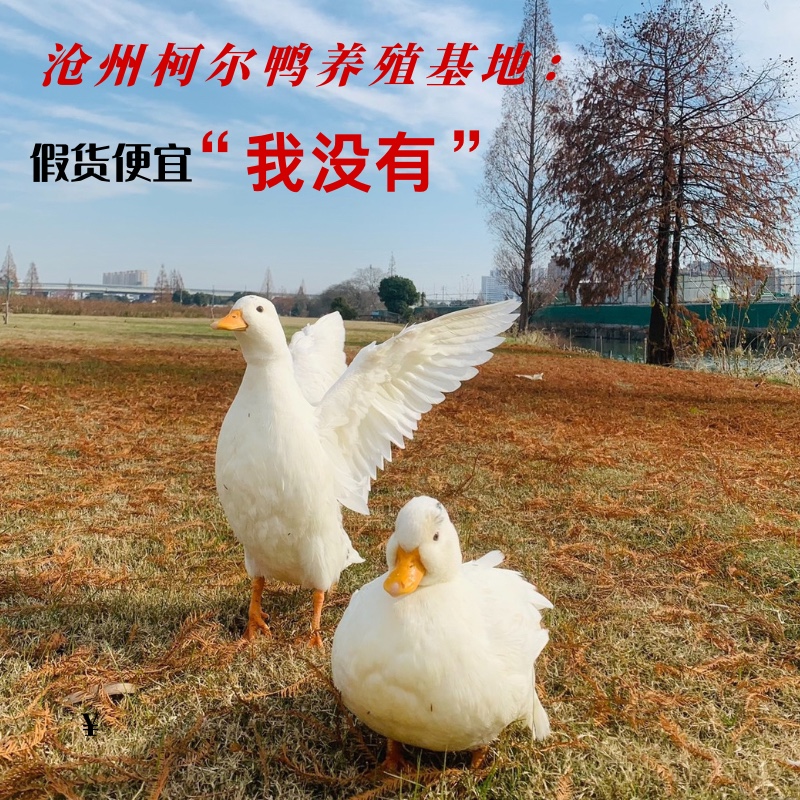 雏森宝柯尔鸭亲人好养