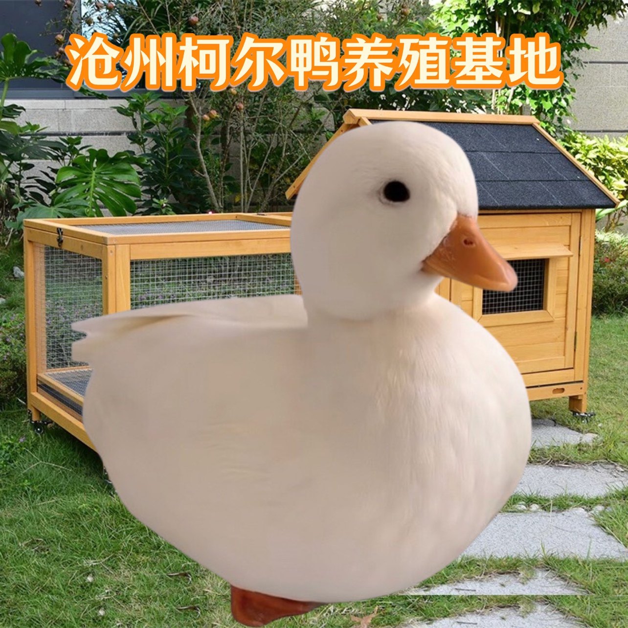 【雏森宝】柯尔鸭受精蛋宠物鸭可达鸭活体科尔鸭蛋柯尔鸭蛋可孵化,宠物/宠物食品及用品,宠物鸭,淘宝优惠券,粉丝福利购,淘宝优惠卷