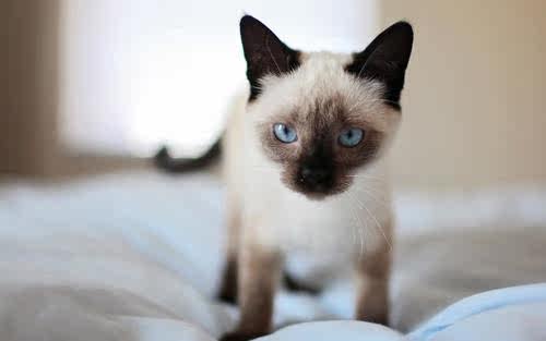 （暹罗猫）活体出售2个月左右宠物猫咪幼猫小猫幼崽猫仔