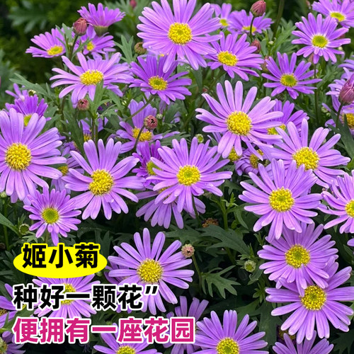 姬小菊种子太阳花花籽四季播种阳台庭院盆栽耐寒多年生花种籽子