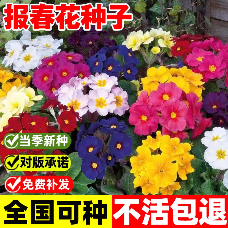 报春花种子四季易活花籽年景花七家庭园艺种子